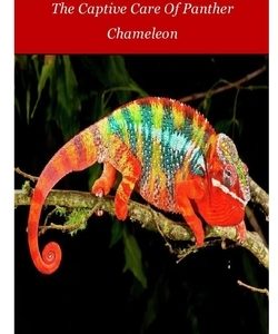 Panther Chameleon: The Captive Care Of Panther Chameleon