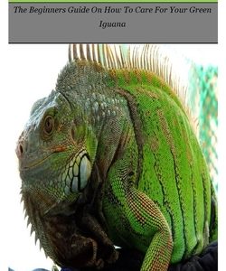 Green Iguana: The Beginners Guide On How To Care For Your Green Iguana