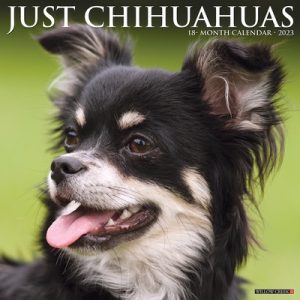 Just Chihuahuas 2023 Wall Calendar