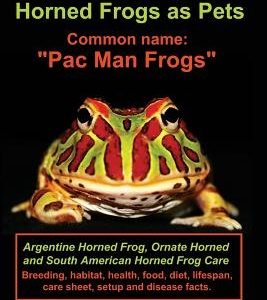 Ceratophrys: Horned Frogs as Pets: Common name: Pac Man Frogs