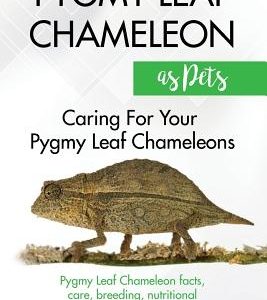 Pygmy Leaf Chameleons as Pets: Pygmy Leaf facts, care, breeding, nutritional information, tips, and more! Caring For Your Pygmy Leaf Chameleons