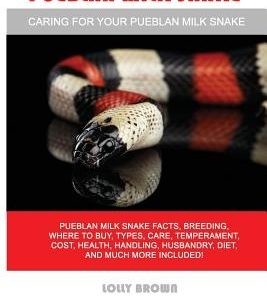 Pueblan Milk Snake: Pueblan Milk Snake facts, breeding, where to buy, types, care, temperament, cost, health, handling, husbandry, diet, a