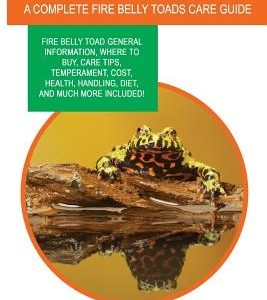 Fire Belly Toads as Pets: Fire Belly Toad general information, where to buy, care tips, temperament, cost, health, handling, diet, and much more