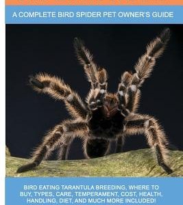 Bird Eating Spiders: Bird Eating Tarantula breeding, where to buy, types, care, temperament, cost, health, handling, diet, and much more in