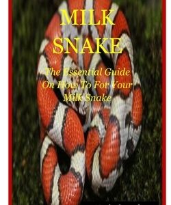 Milk Snake: The Essential Guide On How To Care For Your Milk Snake
