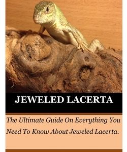 Jeweled Lacerta: The Ultimate Guide On Everything You Need To Know About Jeweled Lacerta.