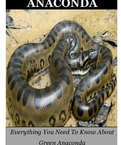 Green Anaconda: Everything You Need To Know About Green Anaconda