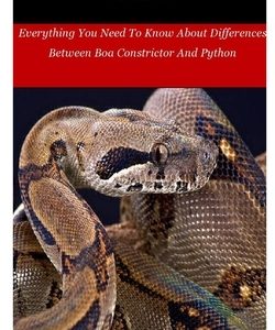 Boa Constrictor Versus Python: Everything You Need To Know About Differences Between Boa Constrictor And Python
