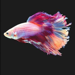 Betta Fish Log: Aquarium Siamese Fighting Fish Hobbyist Record Keeping Book. Log Water Chemistry, Maintenance And Fish Health