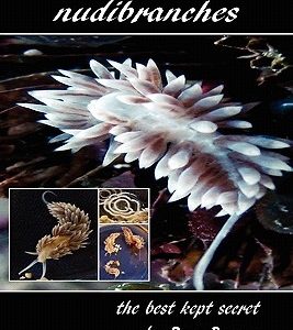 Breeding Berghia Nudibranches the best kept secret