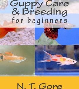 Guppy Care & Breeding for Beginners