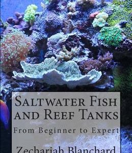 Saltwater Fish and Reef Tanks: From Beginner to Expert
