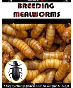A Complete Beginner's Practical Guide To BREEDING MEALWORMS.: Everything you need to know & Do