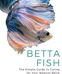 Betta Fish: The Simple Guide to Caring for Your Magical Betta