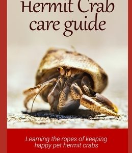 Complete Hermit Crab Care Guide: Learning the ropes of keeping happy pet hermit crabs