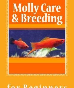 Molly Care & Breeding: A Beginner's Guide to Mollies