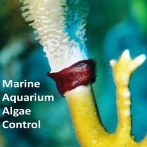 Marine Aquarium Algae Control: The Ins and Outputs of Algal Introduction, Identification and Management in Captive Seawater Systems