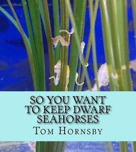 So you want to keep dwarf seahorses