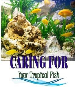 Caring for your Tropical Fish: All you have to know to care for tropical fish for beginners