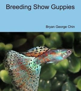 Breeding Show Guppies