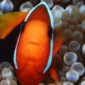 Clown Fish