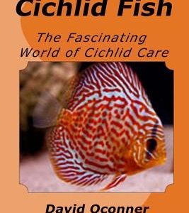 Cichlid Fish