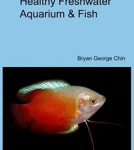 Healthy Freshwater Aquarium & Fish