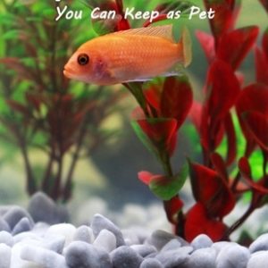 Aquarium Fish You Can Keep As Pets: A List Of Crazy, Exotic Fish To Keep As Pets