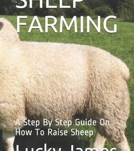 Sheep Farming: A Step By Step Guide On How To Raise Sheep
