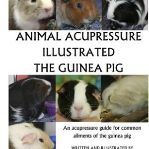 Animal Acupressure Illustration The Guinea Pig