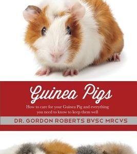 Guinea Pigs: How to care for your Guinea Pig and everything you need to know to keep them well