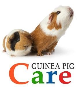 Guinea Pigs: The Essential Guide To Ownership, Care, & Training For Your Pet