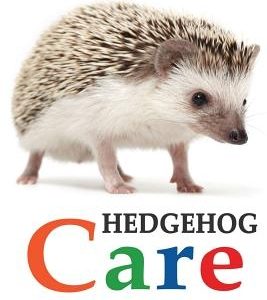 Hedgehogs: The Essential Guide to Ownership & Care for Your Pet