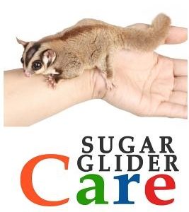 Sugar Gliders: The Essential Guide to Ownership & Care for Your Pet