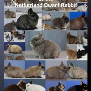 Colour & Pattern Varieties of the Netherland Dwarf Rabbit