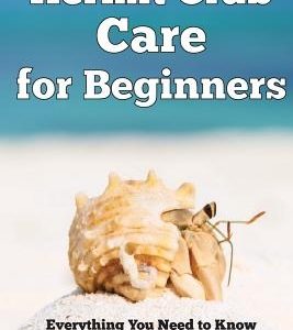 Hermit Crab Care for Beginners: Everything You Need to Know About Raising Healthy, Happy Pet Hermit Crabs.