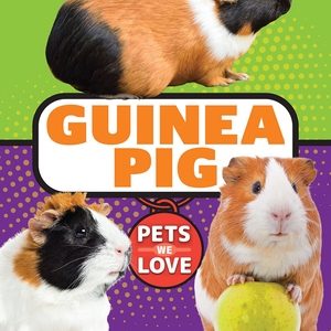 Guinea Pig