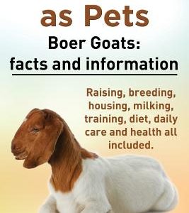 Boer Goats as Pets. Boer Goats: Facts and Information. Raising, Breeding, Housing, Milking, Training, Diet, Daily Care and Health All Included.