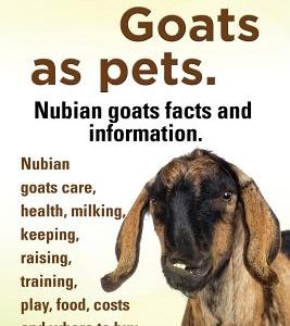 Nubian Goats as Pets. Nubian Goats Facts and Information. Nubian Goats Care, Health, Milking, Keeping, Raising, Training, Play, Food, Costs and Where