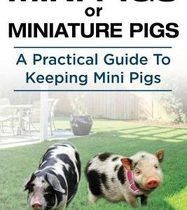 Mini Pigs or Miniature Pigs. A Practical Guide To Keeping Mini Pigs.