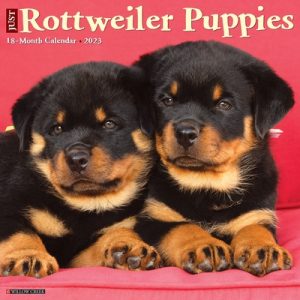 Just Rottweiler Puppies 2023 Wall Calendar