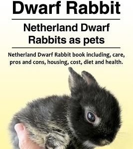 Netherland Dwarf Rabbit. Netherland Dwarf Rabbits as pets. Netherland Dwarf Rabbit book including pros and cons, care, housing, cost, diet and health.