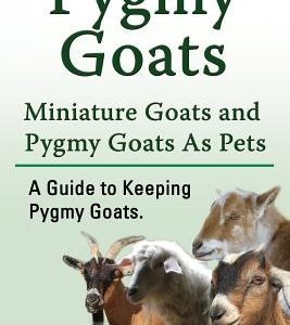 Pygmy Goats. Miniature Goats and Pygmy Goats As Pets. A Guide to Keeping Pygmy Goats.