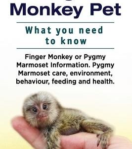 Finger Monkey Pet. WHAT YOU NEED TO KNOW. Finger Monkey or Pygmy Marmoset Information. Pygmy Marmoset care, environment, behaviour, feeding and health