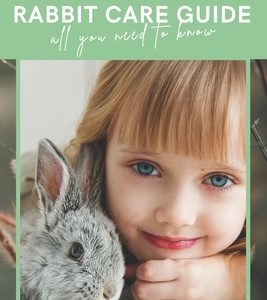 Rabbit Care Guide Book: The Ultimate Bunny Care Book