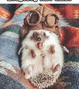 Hedgehog Care Guide_ Introduction To Raising Pet Hedgehog: Hedgehog Pet Facts