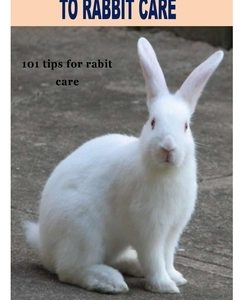 The Complete Guide to Rabbit Care: 101 tips for rabbits care