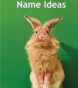 1001 Pet Rabbit Name Ideas: The most popular, quirky, and fun names you could give your pet rabbit!