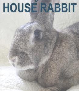 Tails of a House Rabbit