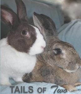 Tails of Two House Rabbits